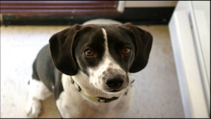 Dog Training - Teaching Your Dog the Sit Command