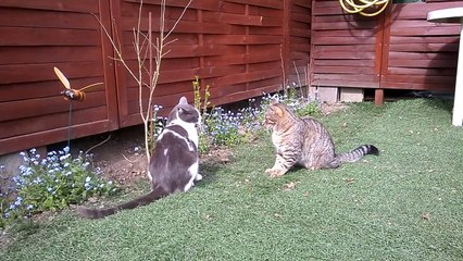Mes deux chats qui se bagarrent