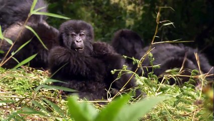 Discover Baby Animals with the Discovery Channel and Magic Kinder