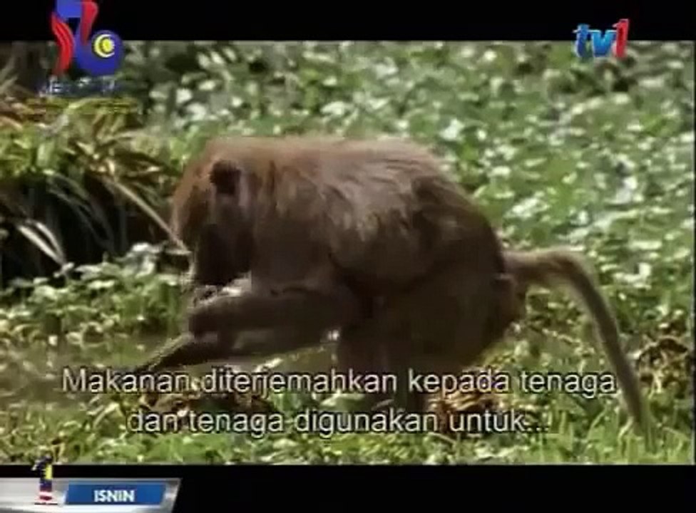 Paradise Birds -Discovery Animals Nature documentary [HD]