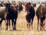 Full Documentary Discovery Channel Animals Animals HYENAS Eating NatGeo Wild HD