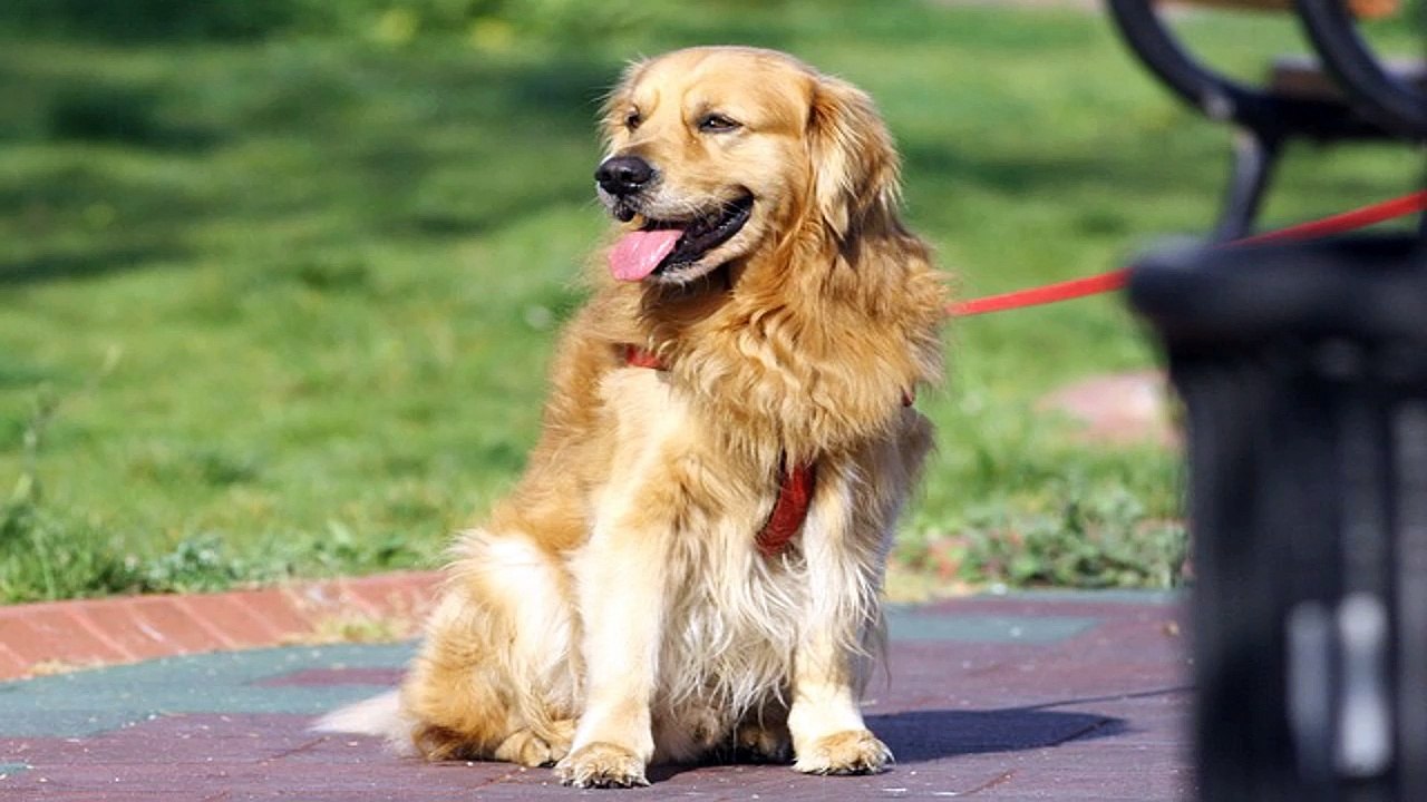 Dog Training Collar – Making Your Dog More Manegeable