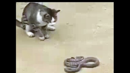 Funny Fight With Cat And Snake