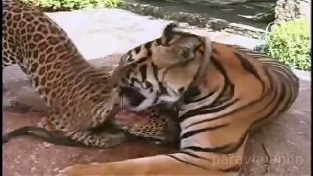 Amazing relationships between animals