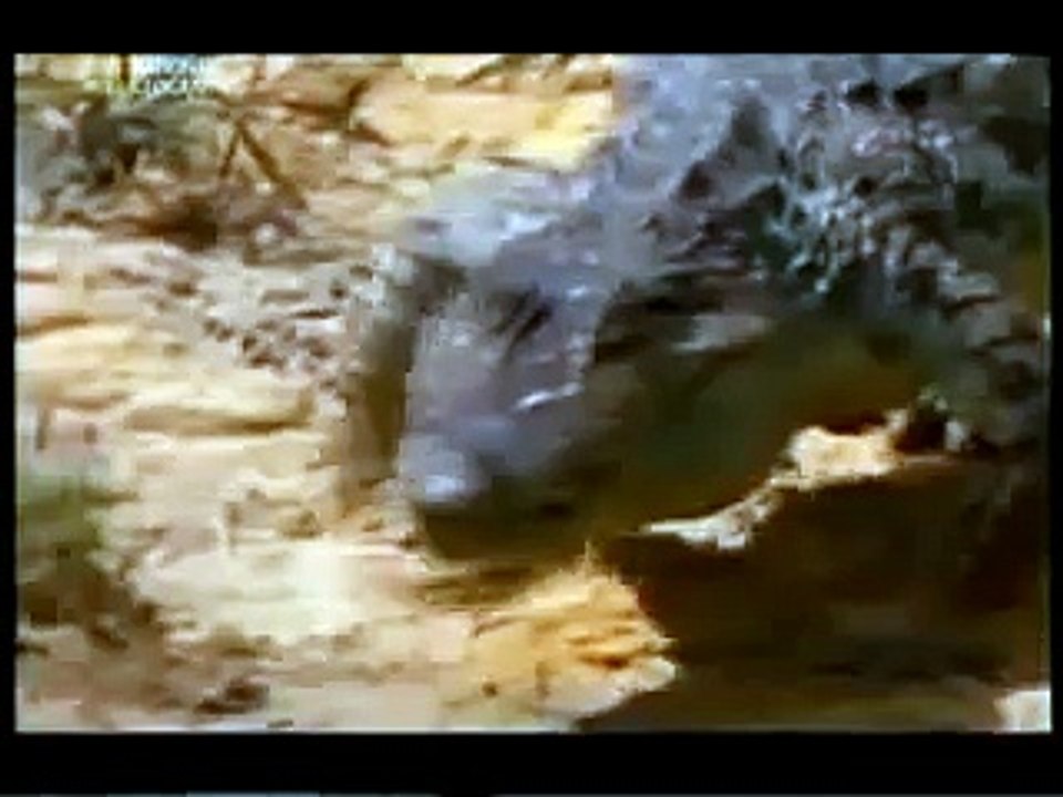 Anguille électrique vs crocodile