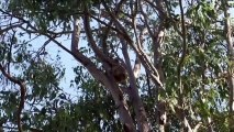 Des drones pour compter les koalas d'Australie