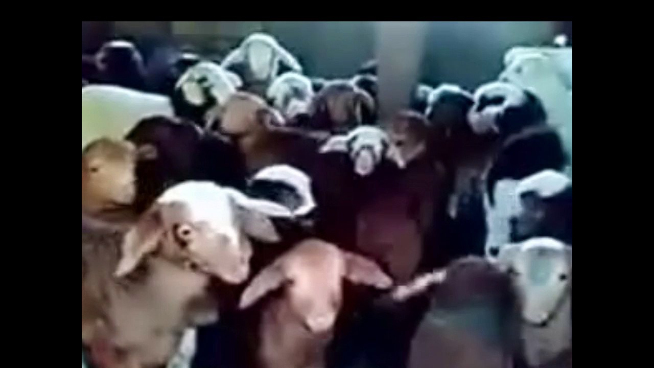 I Bet You Will Watch Twice - Funny Goat Video