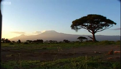 Elephant calf_  Elephant - Spy in the Herd