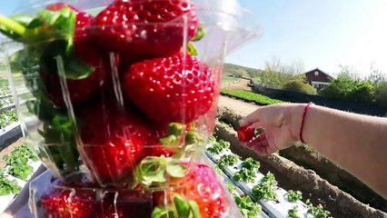 GoPro_ Homemade Strawberry Pie