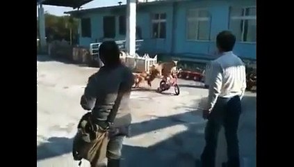 Wao , Amazing Training of Dogs, unblievable