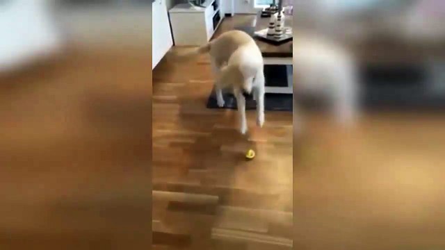 Chien et citron / Dog and Lemon