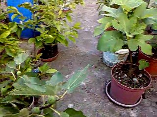 İNCİR FİDANİ KARADENİZ İNCİRİ ayaydinfidan