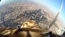 eagle on burj Alkhalifa -Burj Al-Dubai - a world record to fly from tallest building of world - Eagle with camera
