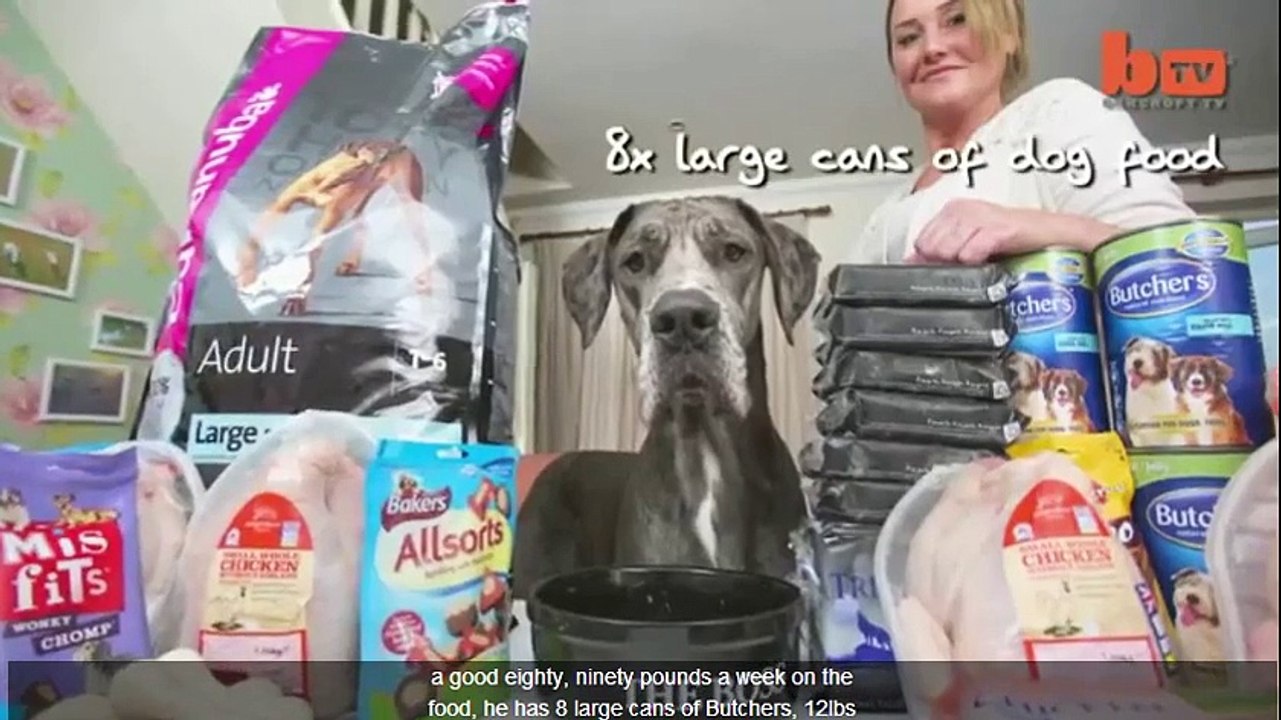 Britain's Biggest Dog