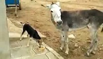 Don't Disturb the Dog While Eating But Donkey Can....Very funny video...