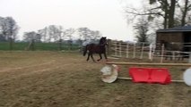 Crunch Mavrik - poney a vendre - saut 5