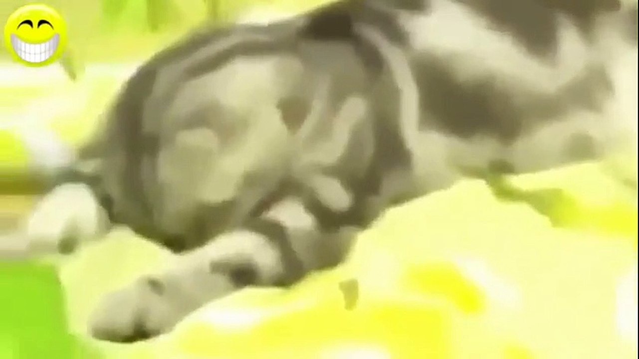 Funny Cats - Best Funny Videos 2015
