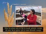 Selo moje (titlovano na vlaški jezik), 15. mart 2015. (RTV Bor)