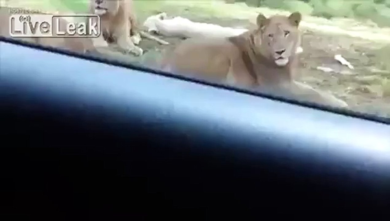 Un lion ouvre la portière d'une voiture