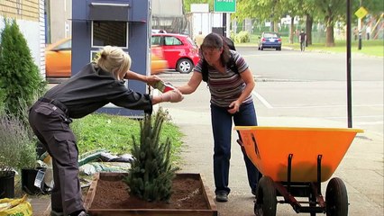 Super-Quick Growing Christmas Tree - Gagstravaganza Day 12
