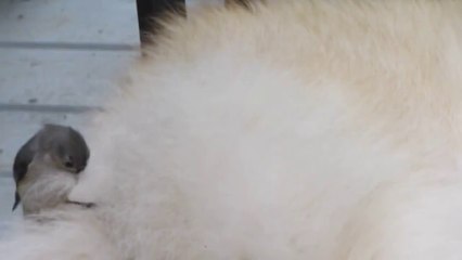 Un oiseau arrache les poils d'un chien endormi