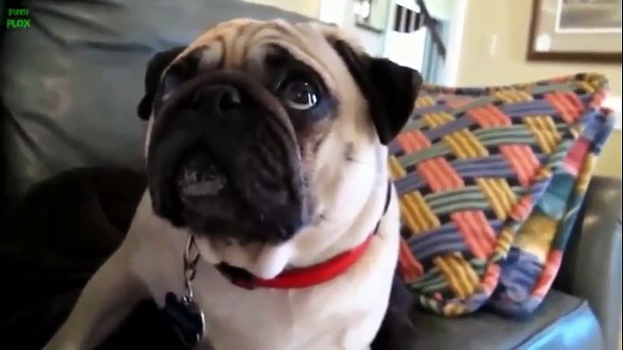 Funny Guilty Dogs Compilation 2015
