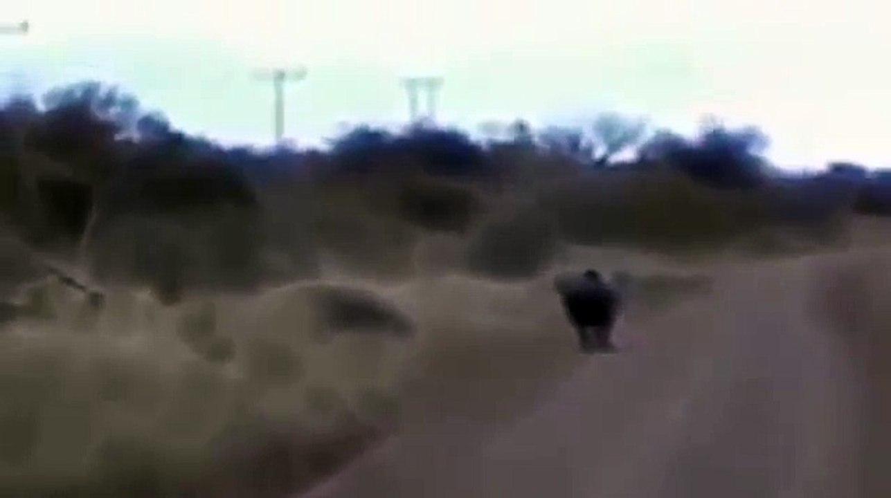 Lion vs Rhin fight