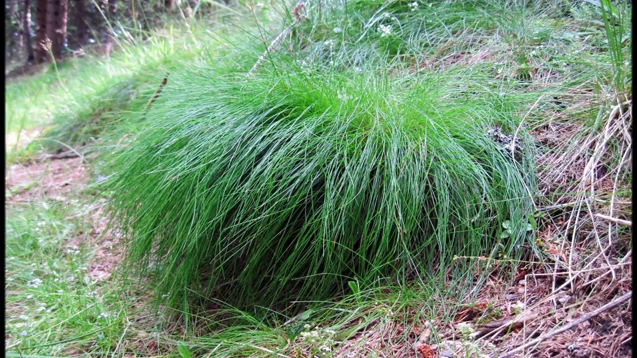 Souvenir de Lozère