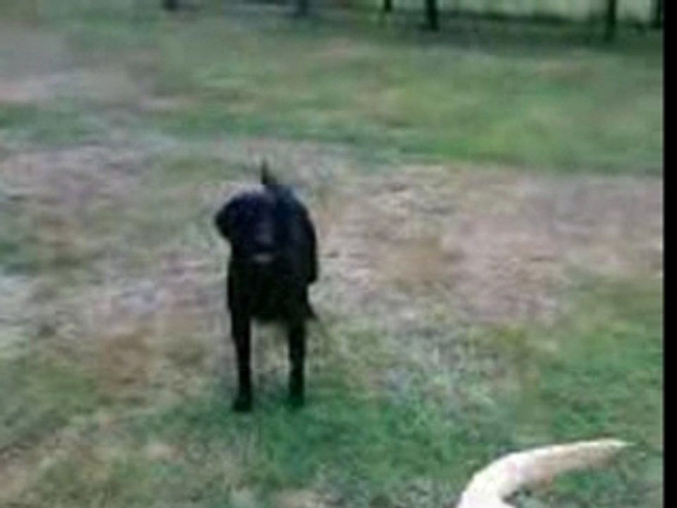 mes chiens encore ....