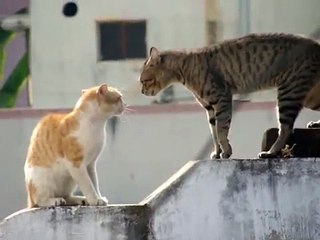 ---Real Cat Fight ( Watch With Sound)