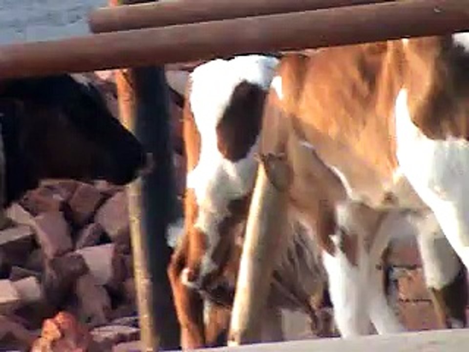 EH dairy farm 419jb gojra  (81) ANIMALS