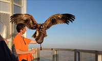 New World Record - Eagle flies with Camera from tallest building