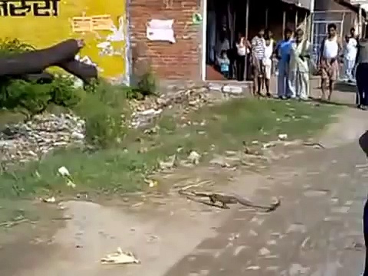 Amazing Mongoose and Snake Fight