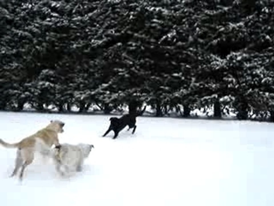 labradors dans la neige