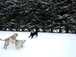labradors dans la neige