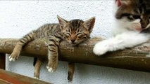 Cute cats- Black and white kitten tries to wake up tabby