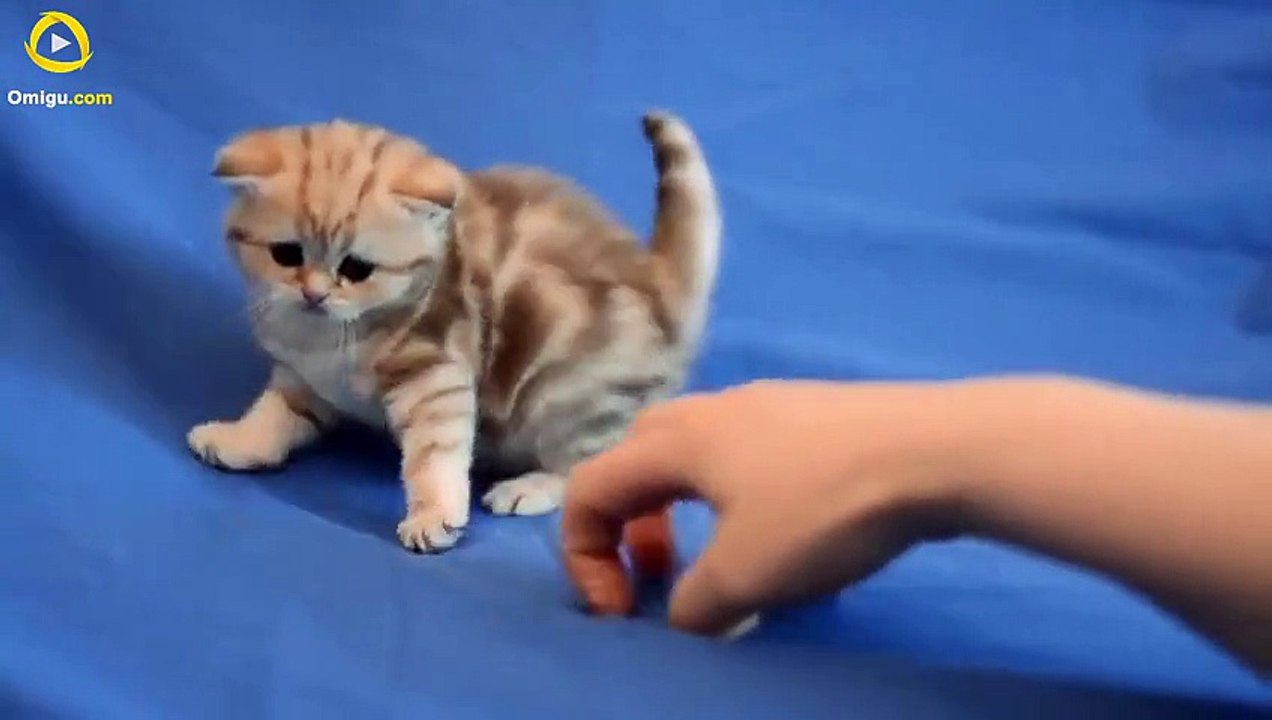Very Cute Cat -