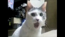 Funny Cat Videos Part 3