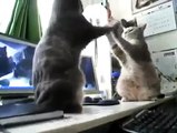 Böylesine Zeki Kedileri İlk Defa Göreceksiniz Oyun Oynuyan Kediler