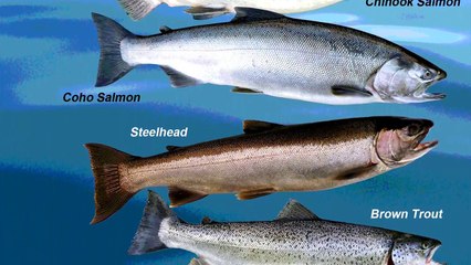 Salmon in the Great Lakes - Part 2, Open Water