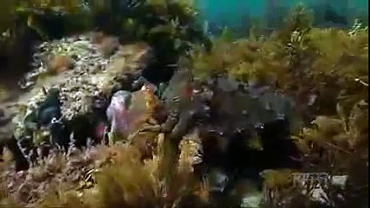 Documentary Amazing Animal Camouflage Best Disguises Wildlife national geographic - histor