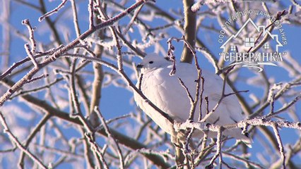 КУРОПАТКИ В ЦЕНТРЕ НОЯБРЬСКА