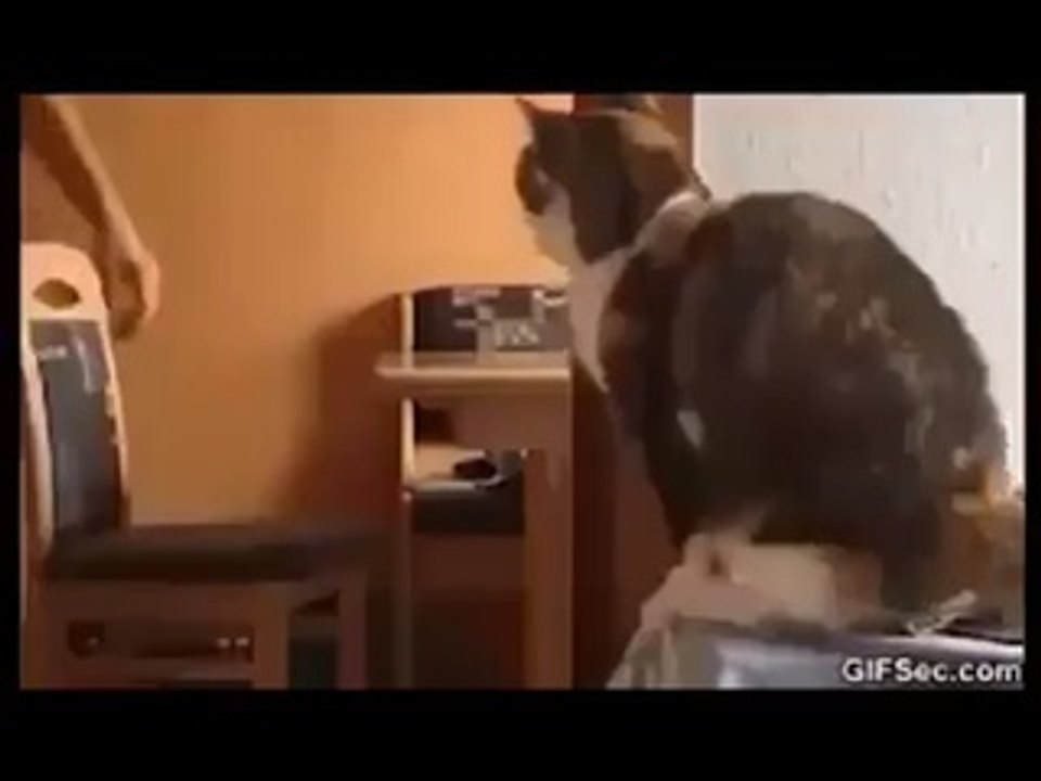 Cats - Give ME Five!