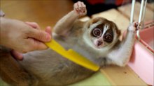 Slow Loris Enjoying Brushing - Very Funny !