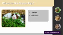 Buying guinea pigs - Where to Buy and What to Look Out For