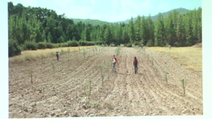 2 Milyon Yaşındaki "Denizli Adamı"Nın Yontma Taş Aletleri Bulundu