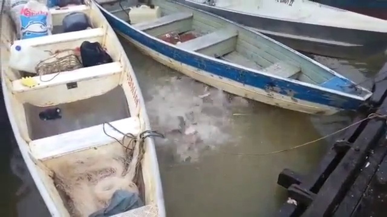 Quand on lance de la viande dans une rivière remplie de piranhas !