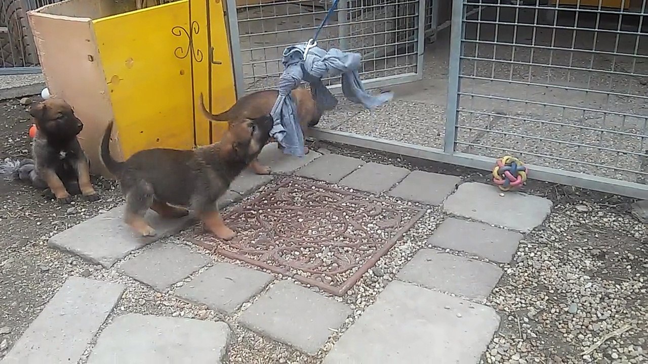 Be Aware H's @ Training to become a BIG one!