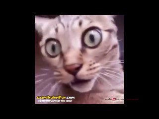 Gördükleri Karşısında Şaşıran Kedi