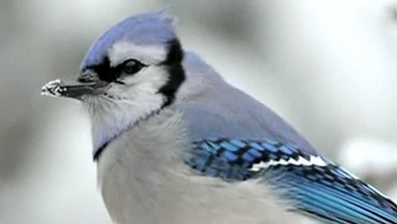 Meda Ishq Vi Toon Meda Yaar Vi Toon,  voice of Pathanay Khan, Kalam of Khawaja Fareed